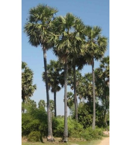 Sucre de palme de Kampong Speu